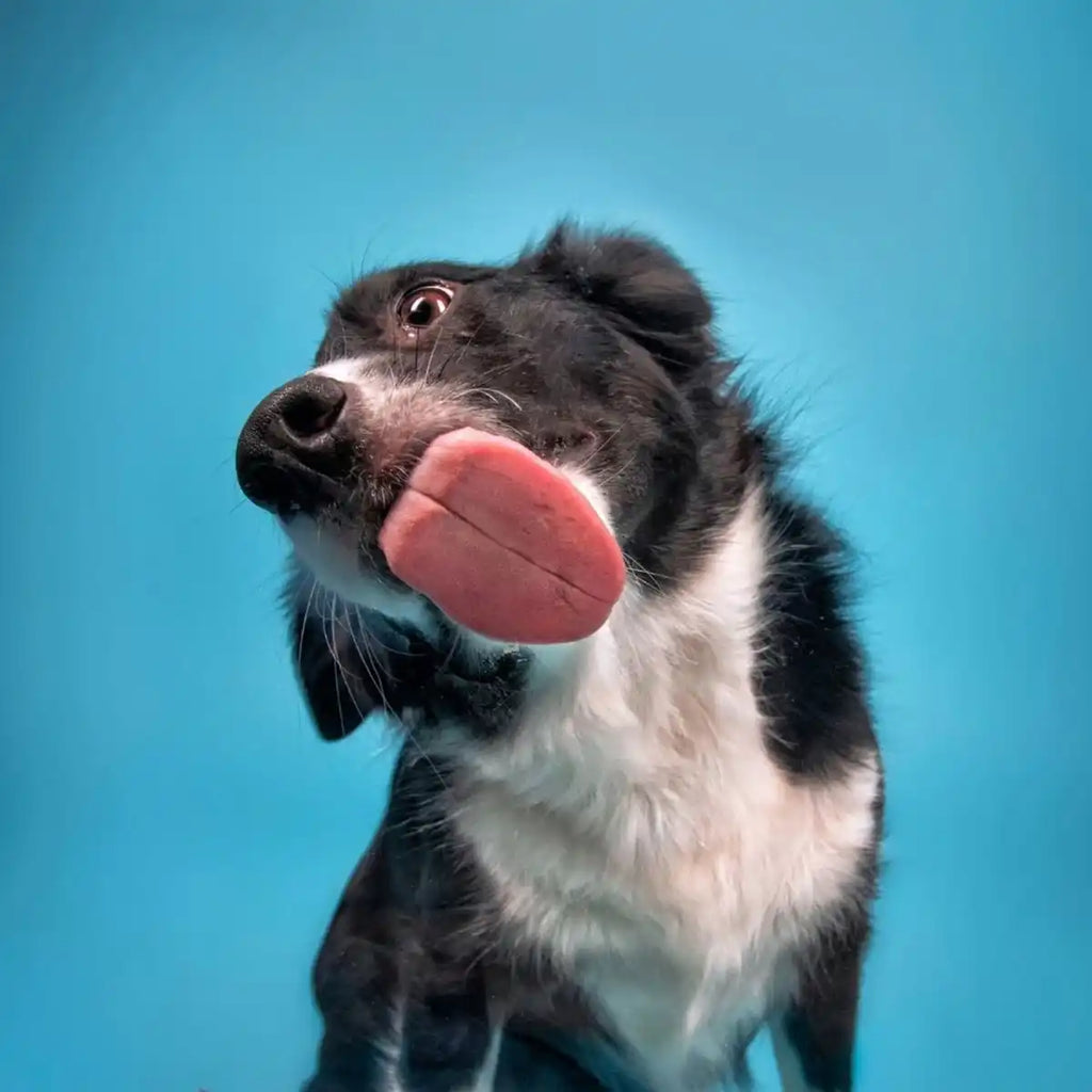 Pet Dental Wipes — Hassle-Free Oral Care for Cats & Dogs